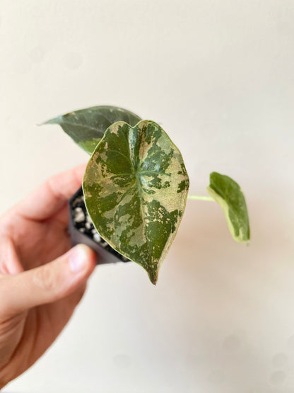 Alocasia Wentii albo/pink variegated | 5 cm pot [A]