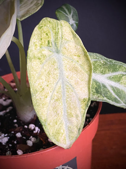 Alocasia Ninja Tricolor variegated | 10 cm pot [A]
