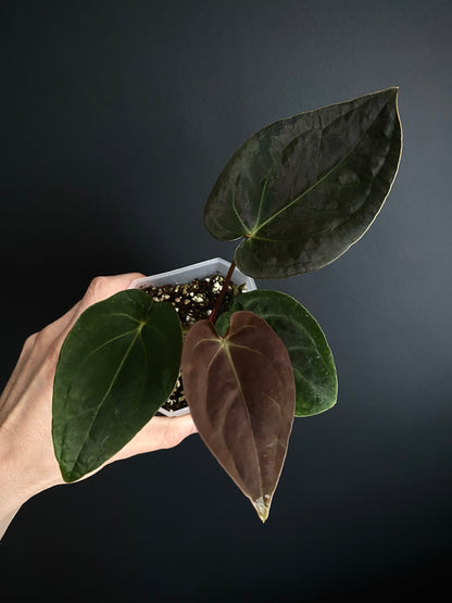 Anthurium Papillilaminum Legend x self | 9 cm pot