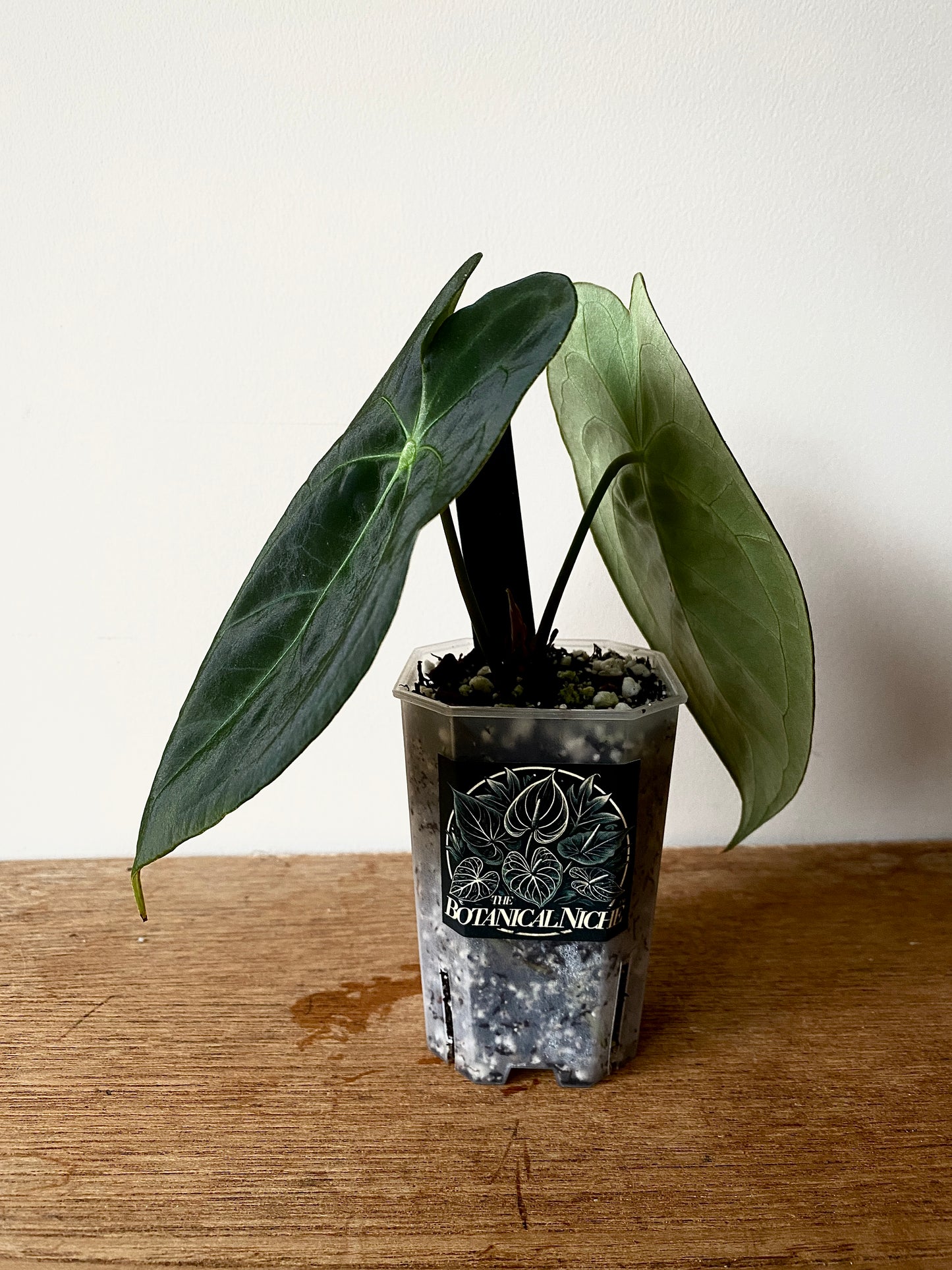 Anthurium Papillaminum X Forgetii dark form | 7 cm pot