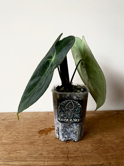 Anthurium Papillaminum X Forgetii dark form | 7 cm pot