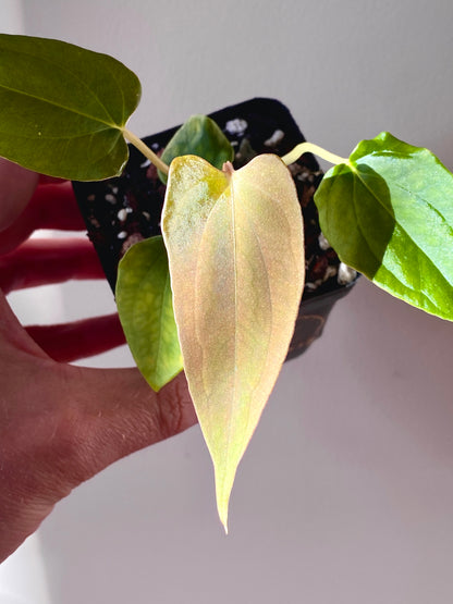 Anthurium Papillaminum Fort Sherman | 7 cm pot
