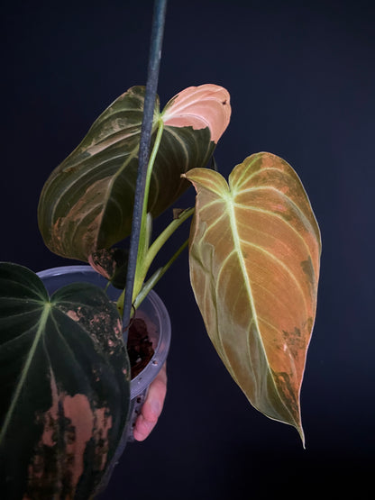 Philodendron Melanochrysum Orange variegata | 12 cm pot [B]