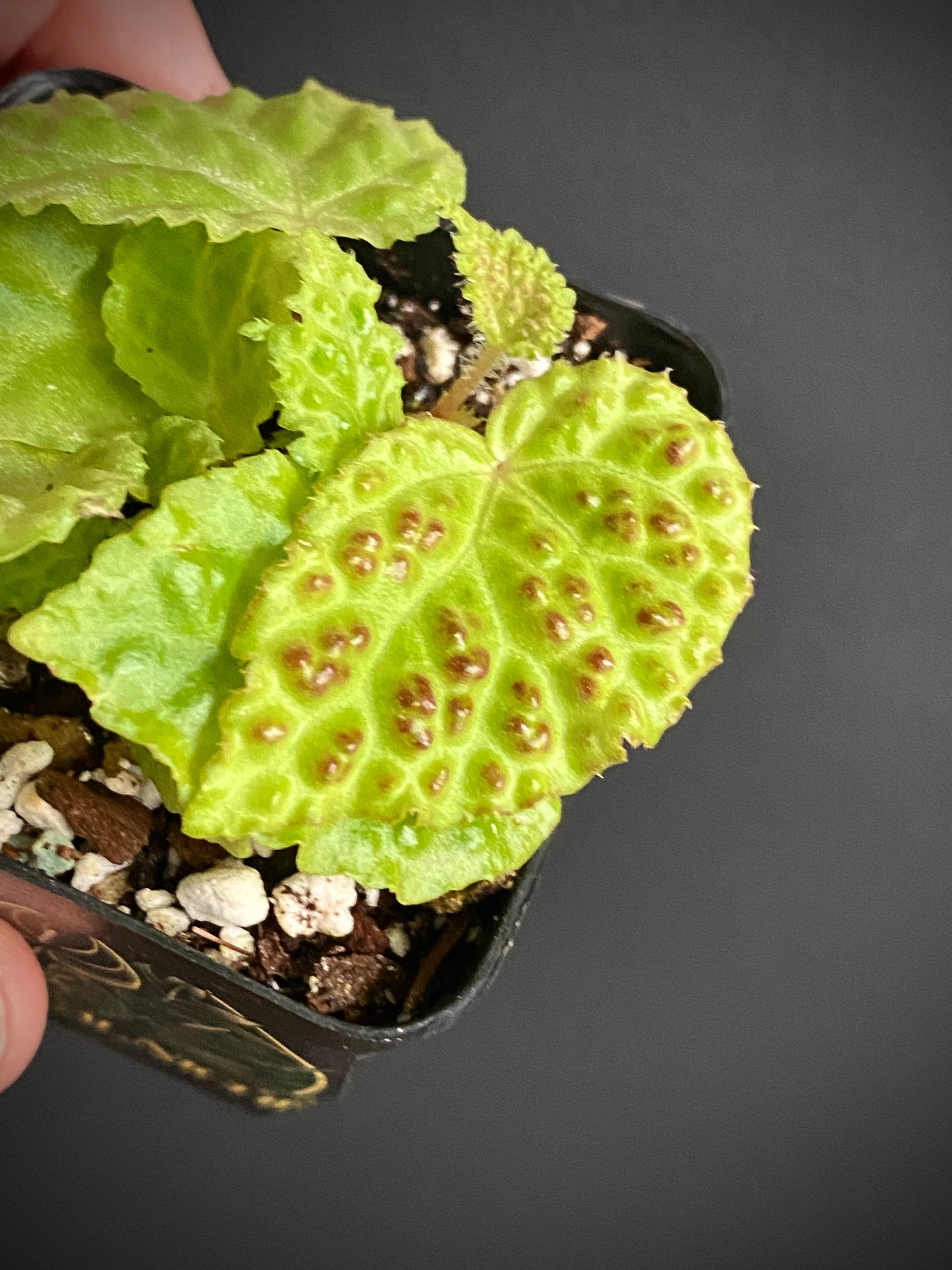 Begonia Dracopelta | 6 cm pot