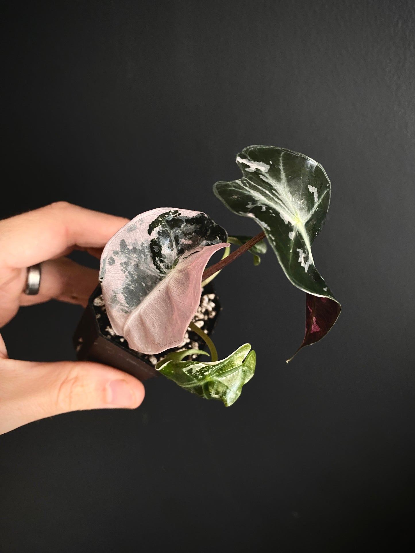 Alocasia Polly Pink variegated | 5 cm pot [B]