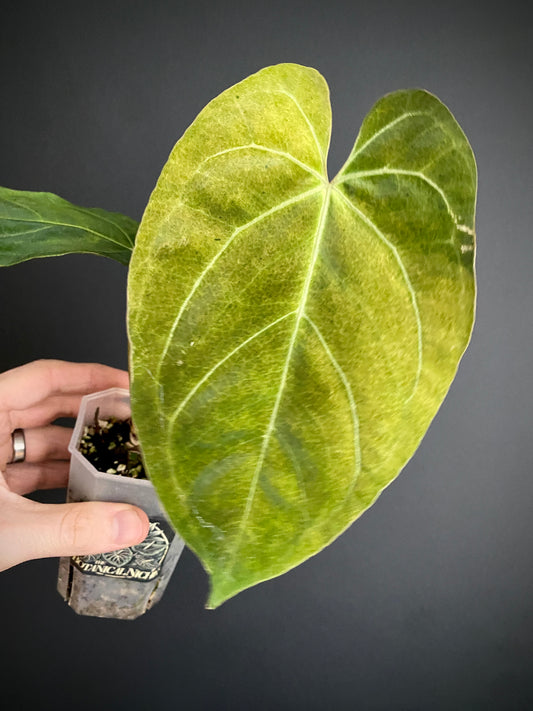 Anthurium X-one X Blue Papillilaminum mint variegated | 7 cm pot