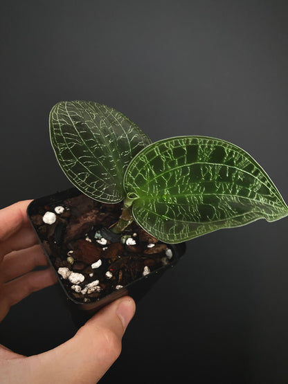 Macodes Petola [dark/wild form] - Jewel Orchid | 7 cm pot