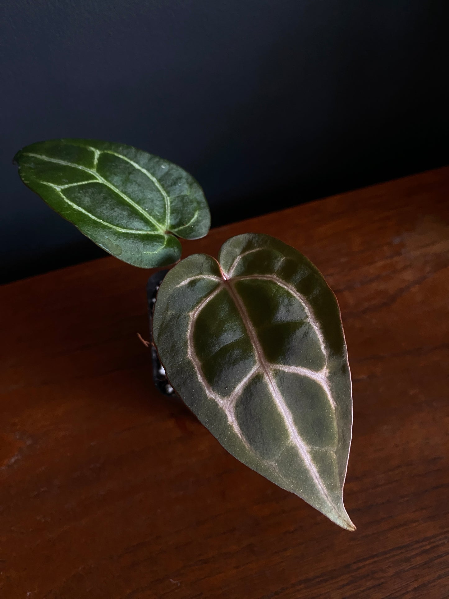 Anthurium Zara F4 X Carlablackiae | 7 cm pot