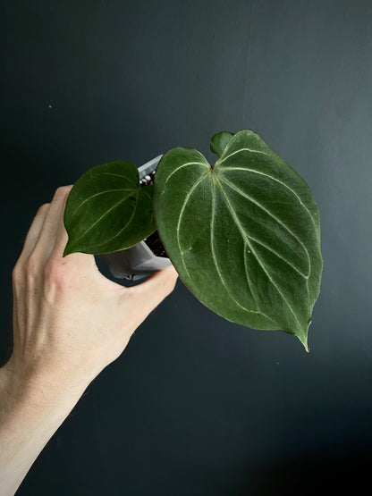 Anthurium King of Spades (KOS/HU) | 7 cm pot [B]