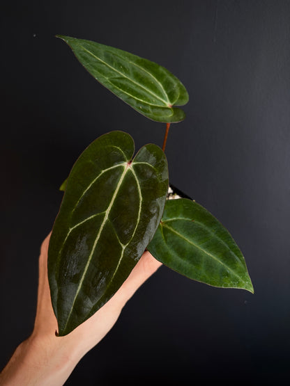 Anthurium Dark Knight X Carlablackiae | 7 cm pot