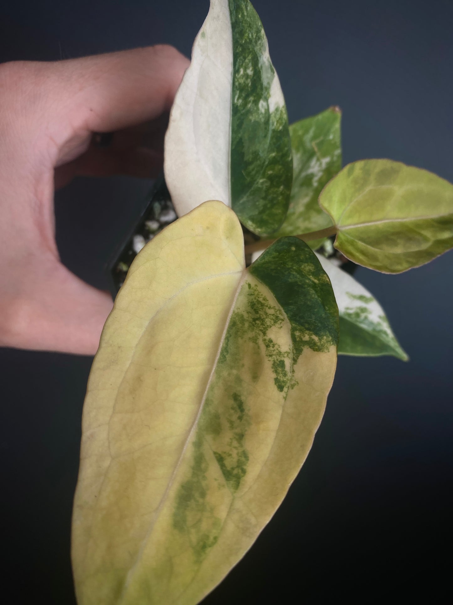 Anthurium Papillilaminum var X RVDP | 7 cm pot