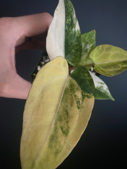 Anthurium Papillilaminum var X RVDP | 7 cm pot