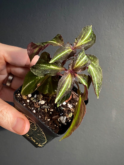 Sonerila sp. Borneoensis  | 6 cm pot [A]