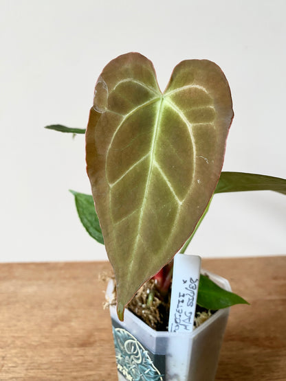 Anthurium Forgetii X Magnificum Silver | 7 cm pot