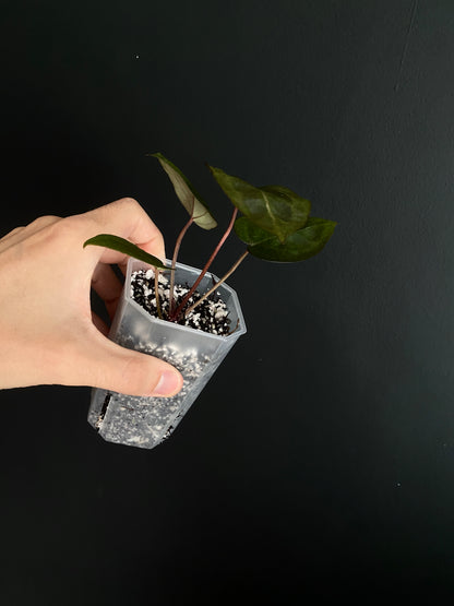 Anthurium Black Widow x Michelle S1 | 7 cm pot [B]