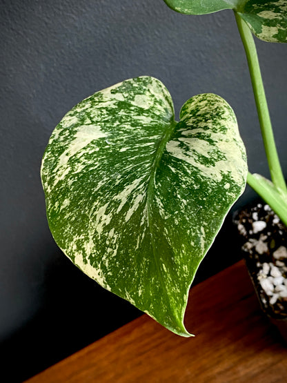 Monstera Deliciosa Mint variegated | 7 cm pot (A)