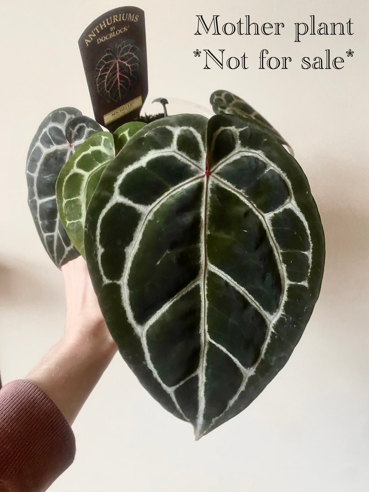 Anthurium DB Michelle | 7 cm pot