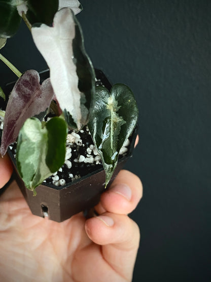 Alocasia Bambino Lava variegated | 5 cm pot