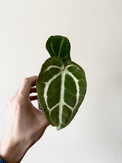 Anthurium Carlablackiae | 7 cm pot [C]
