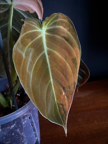 Philodendron Melanochrysum Orange variegata | 12 cm pot [B]