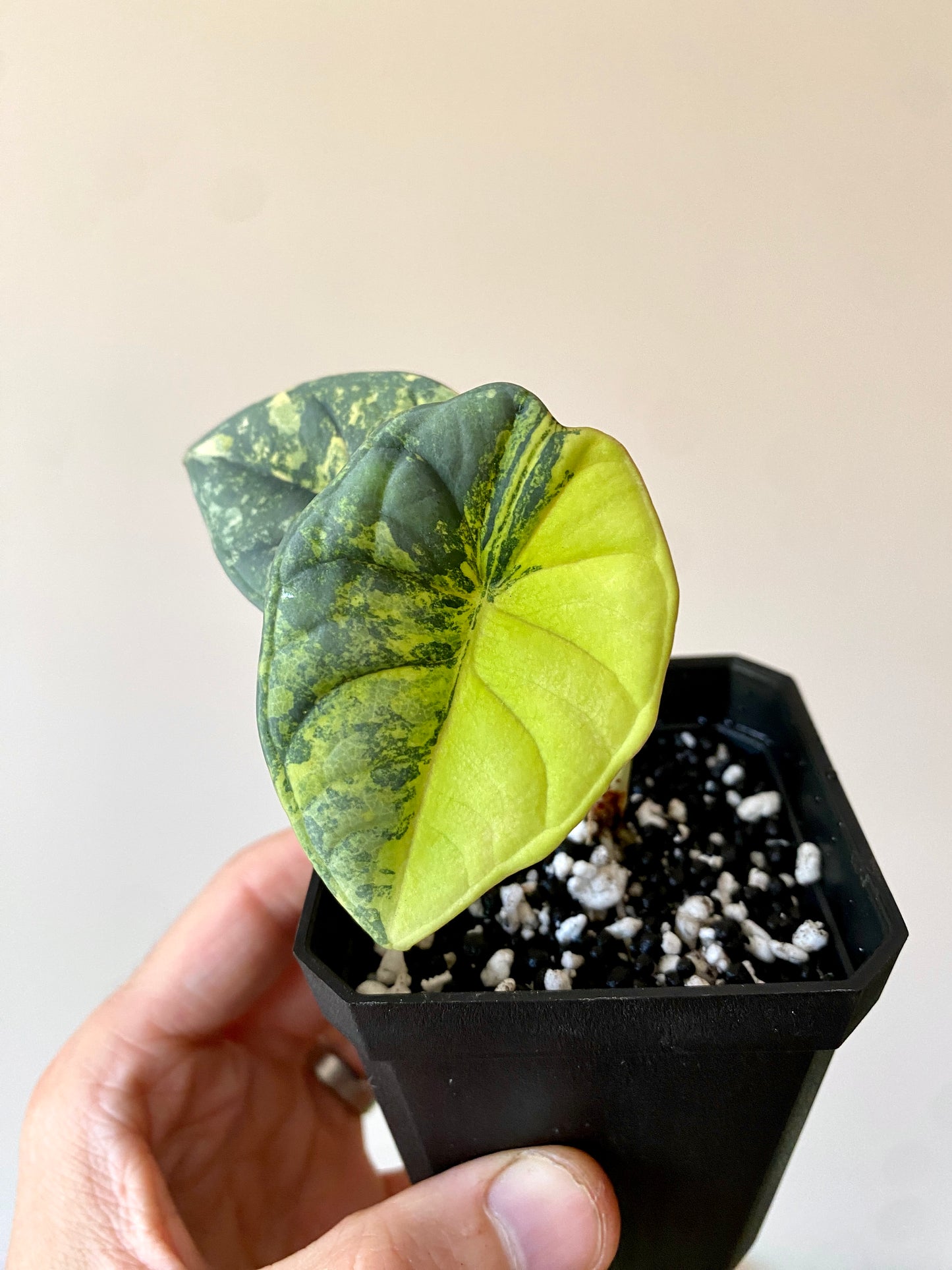 Alocasia Nebula aurea | 7 cm pot