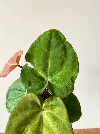 Anthurium RVDP (self) mint variegated | 7 cm pot