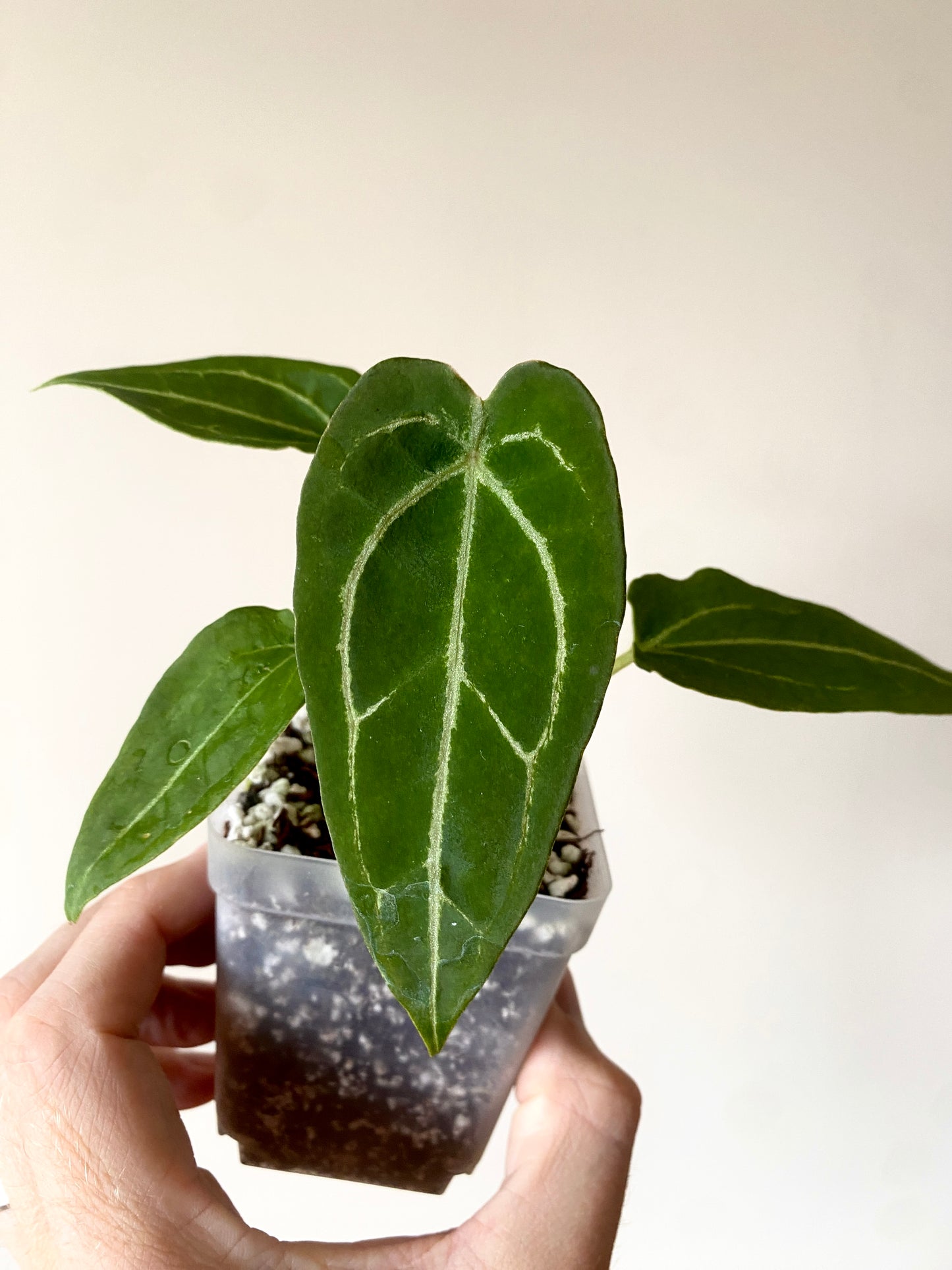 Anthurium Forgetii thunderbolt X self | 7 cm pot