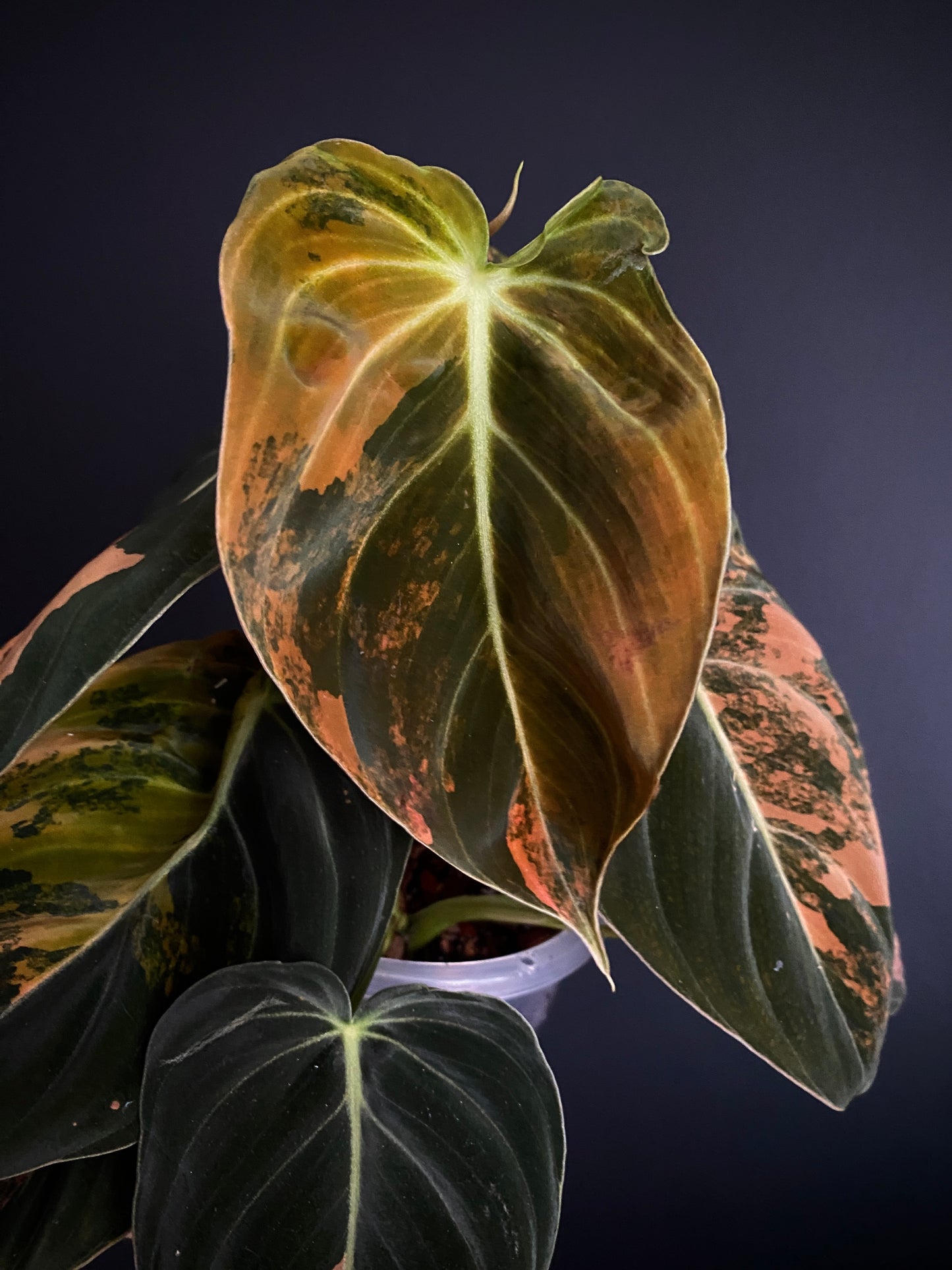 Philodendron Melanochrysum Orange variegata | 12 cm pot [A]