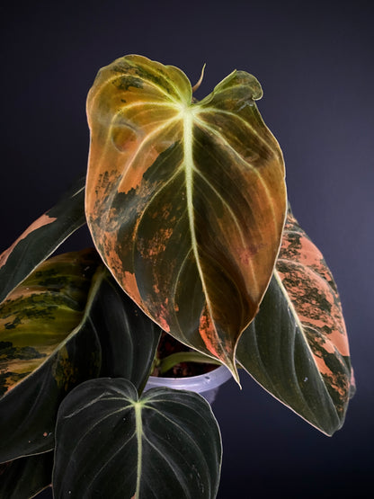 Philodendron Melanochrysum Orange variegata | 12 cm pot [A]