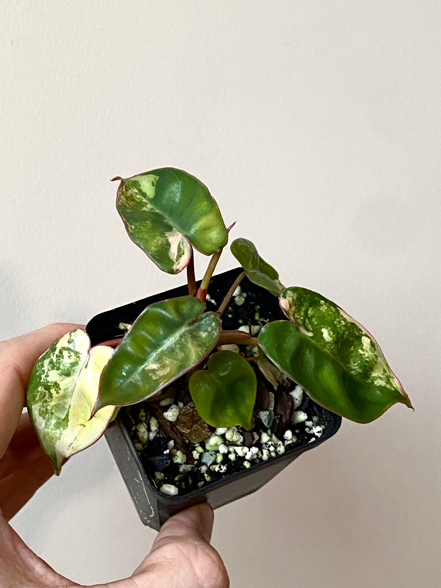 Philodendron Billietiae variegated | 7 cm pot