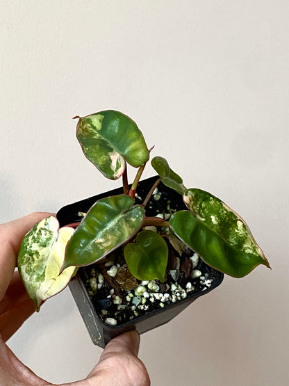 Philodendron Billietiae variegated | 7 cm pot