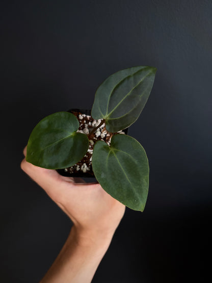 Anthurium (Guna Yala x Carlablackiae) X Carlablackiae RA10 S1 | 6 cm pot [A]