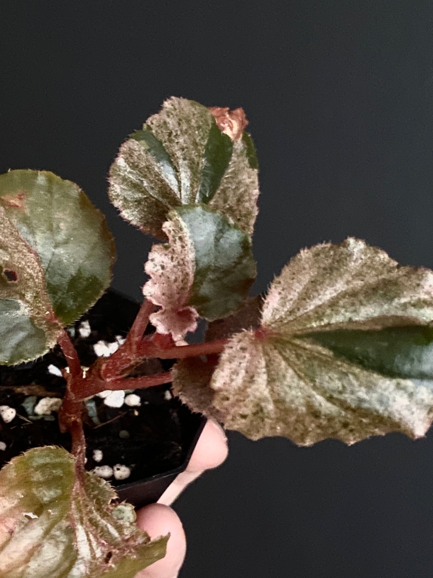 Begonia Cucullata Pink variegated | 5 cm pot [B]