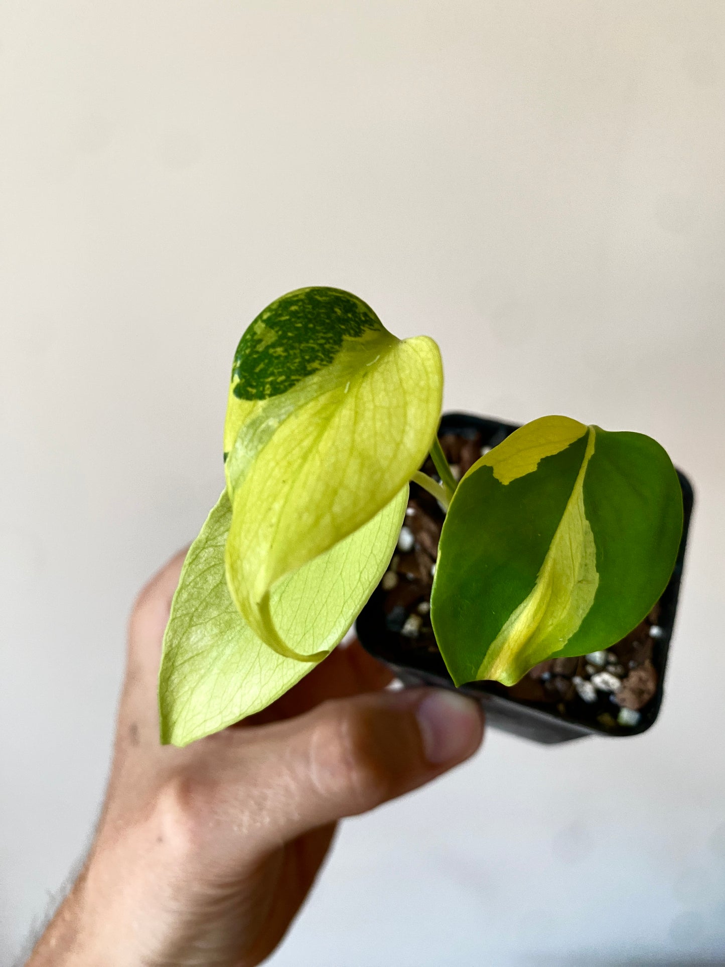 Monstera Deliciosa Electrolyte | 6 cm pot [B]