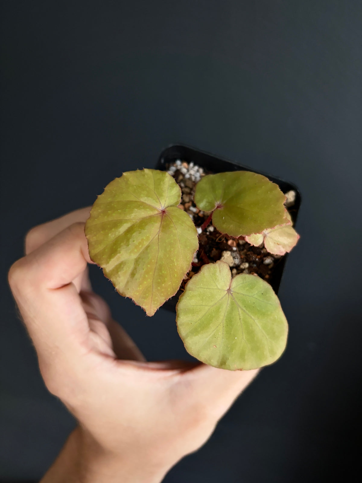 Begonia Ozotothrix | 6 cm pot [C]