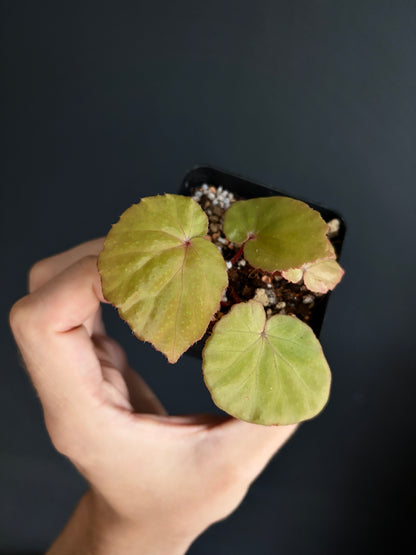 Begonia Ozotothrix | 6 cm pot [C]