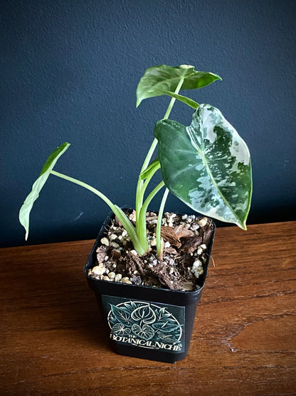 Alocasia Frydek Albo variegated | 7 cm pot