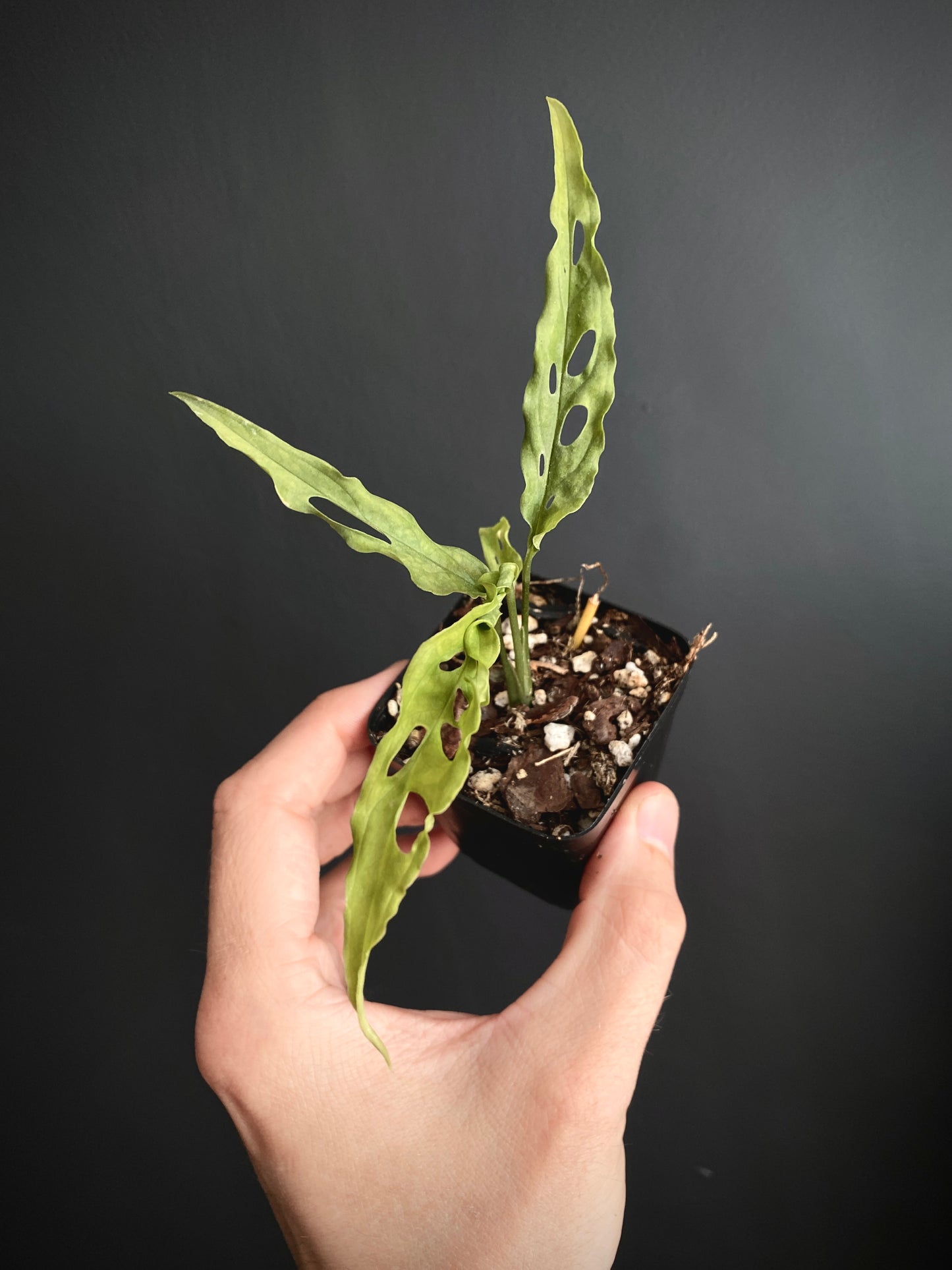 Monstera Obliqua Peru | 6 cm pot