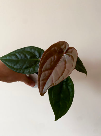 Anthurium DB Red Crystallinum X Luxurians | 9 cm pot