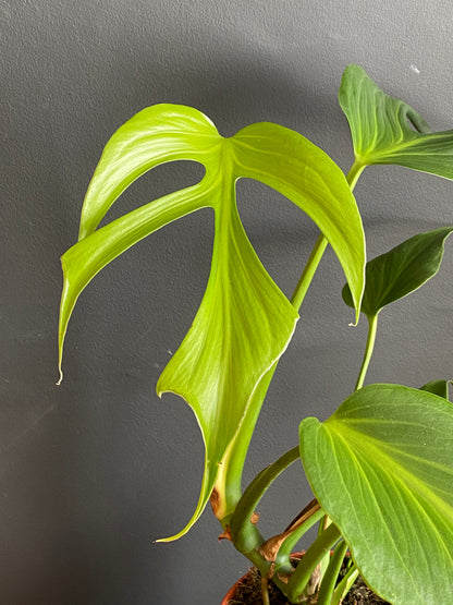 Monstera Burle Marx Flame | 15 cm pot (B)