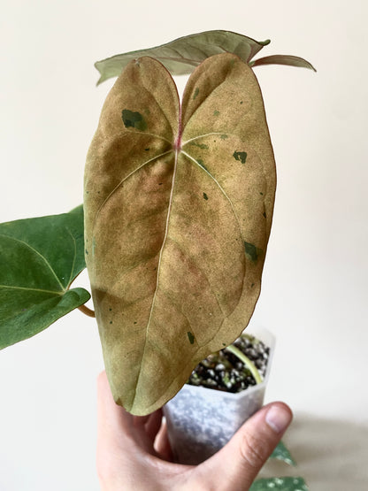 Anthurium Blue Papillilaminum hybrid mint variegated | 7 cm pot