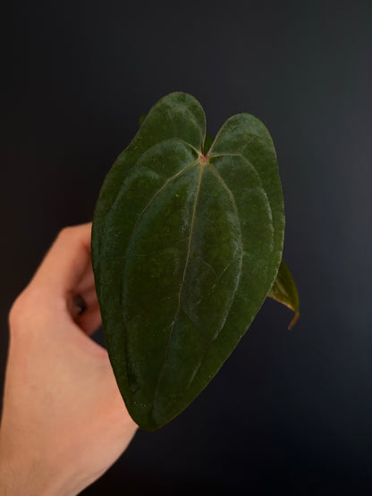 Anthurium Red Vein Dark Phoenix | 7 cm pot [A]