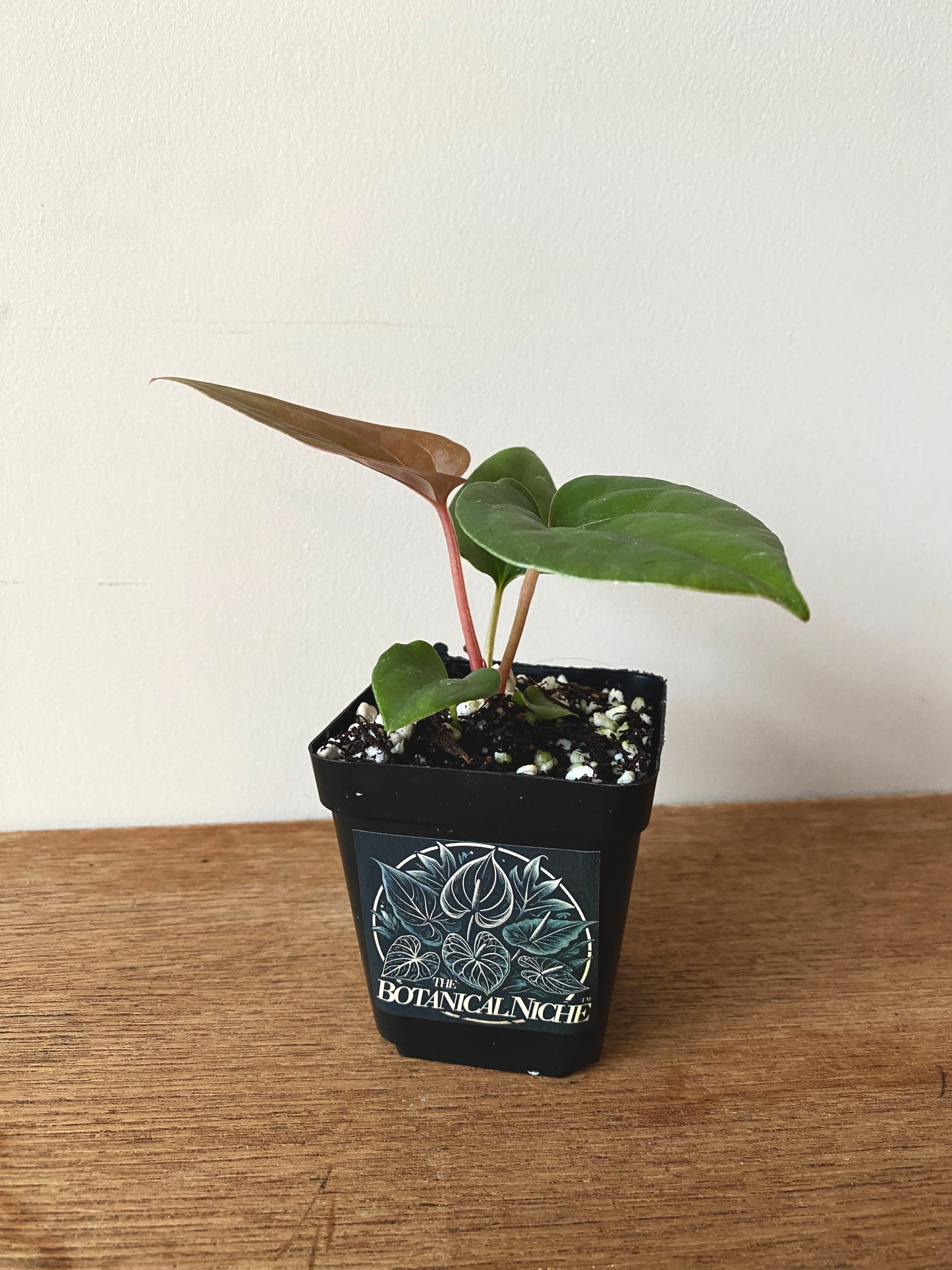 Anthurium Fort Sherman X Luxurians | 7 cm pot [C]