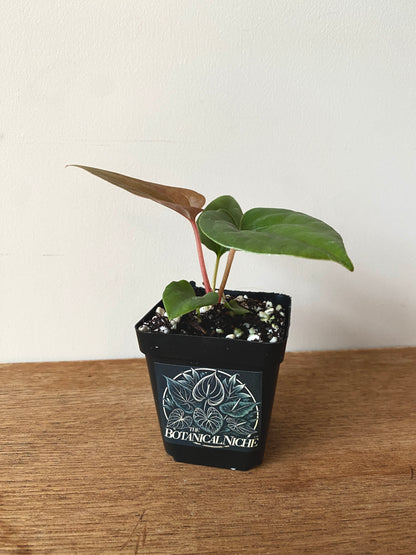 Anthurium Fort Sherman X Luxurians | 7 cm pot [C]