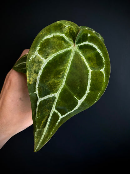 Anthurium Pap.Crystal var X Tezula Red Crystallinum | 7 cm pot [A]