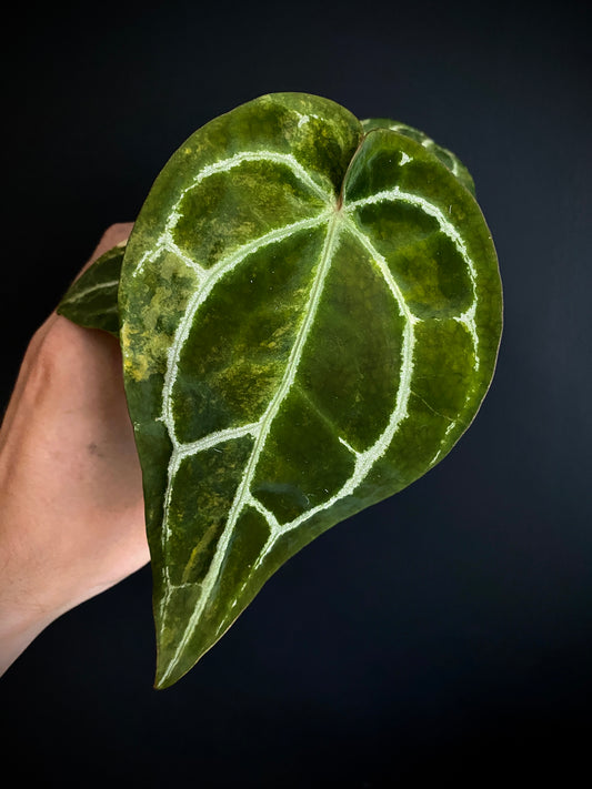 Anthurium Pap.Crystal var X Tezula Red Crystallinum | 7 cm pot [A]