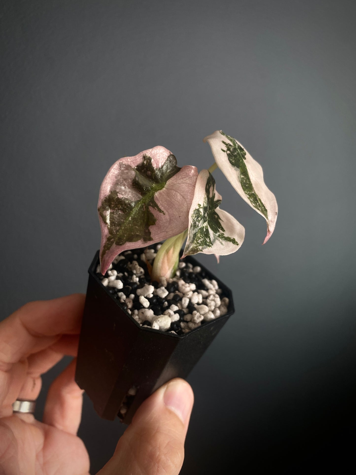Alocasia Cuprea pink variegated | 5 cm pot