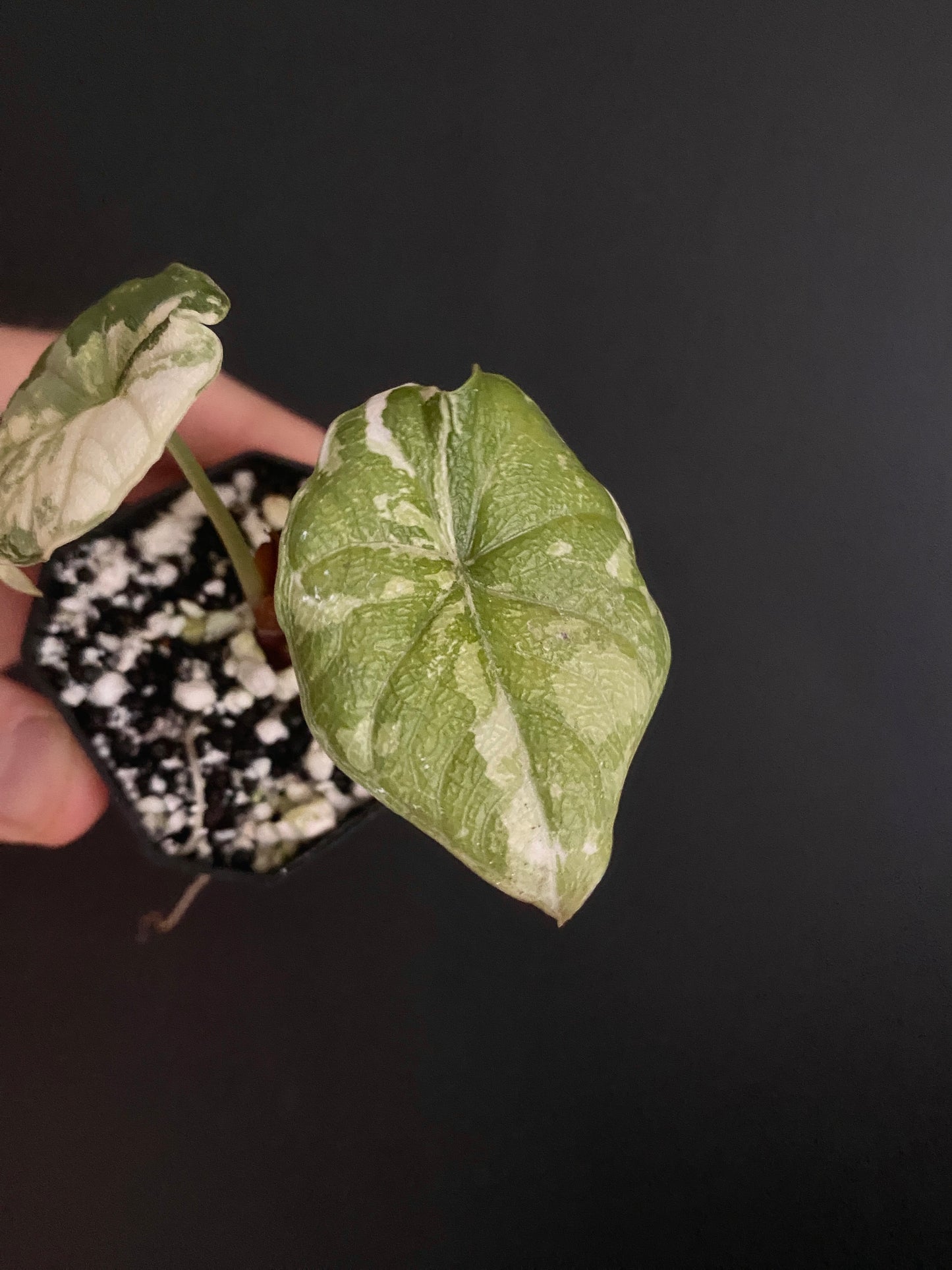 Alocasia Melo Albo variegata | 5 cm pot