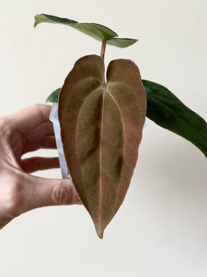 Anthurium (DressCarla x BVEP) X (Carlablackiae x Papillilaminum) | 7 cm pot [A]