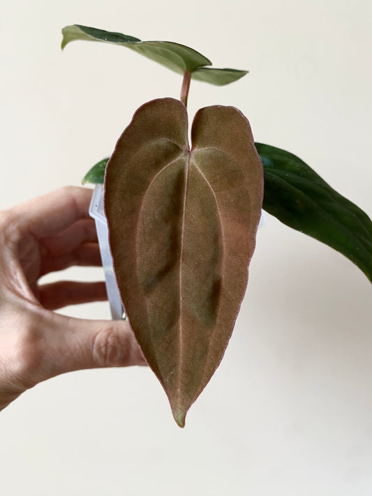 Anthurium (DressCarla x BVEP) X (Carlablackiae x Papillilaminum) | 7 cm pot [A]